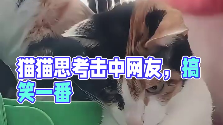 猫猫会自己思考，智商好高