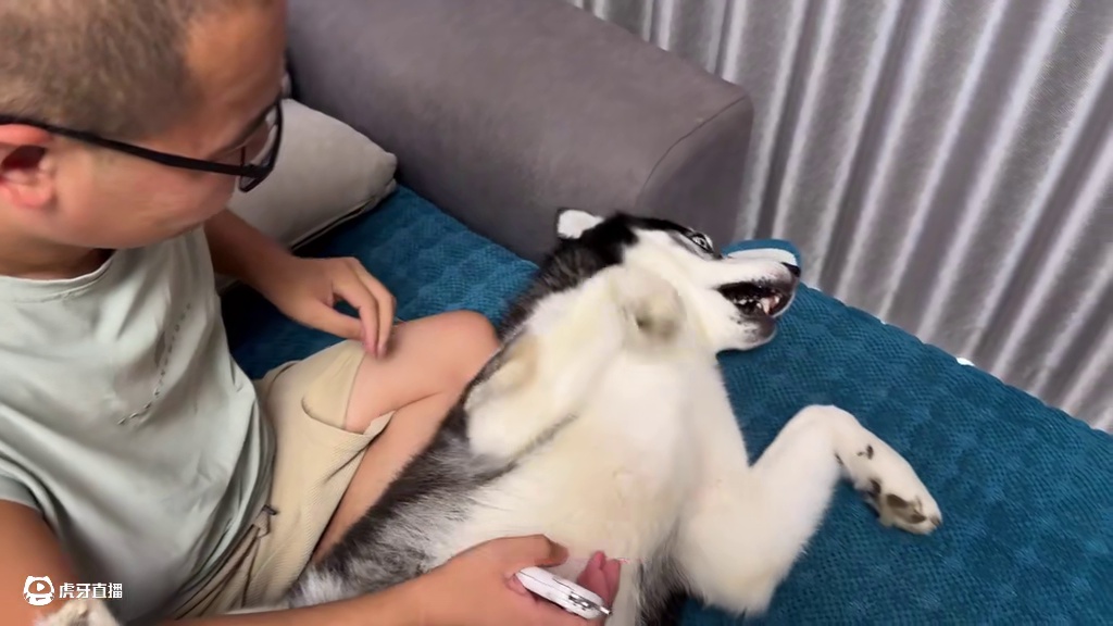 狗狗死活不剪指甲，还龇牙咬人，当主人拿出菜刀后，大家千万别笑 #我和我的狗 #动物的迷惑行为 #萌宠