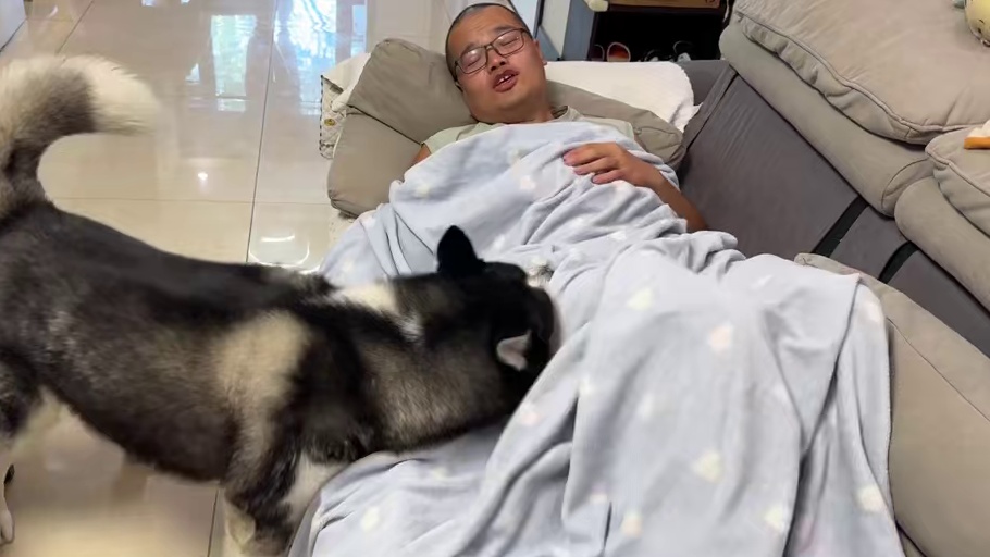 主人生病二哈是啥反应？傻狗笑死人不偿命，白养了 #动物的迷惑行为 #萌宠出道计划 #我和我的狗 #哈