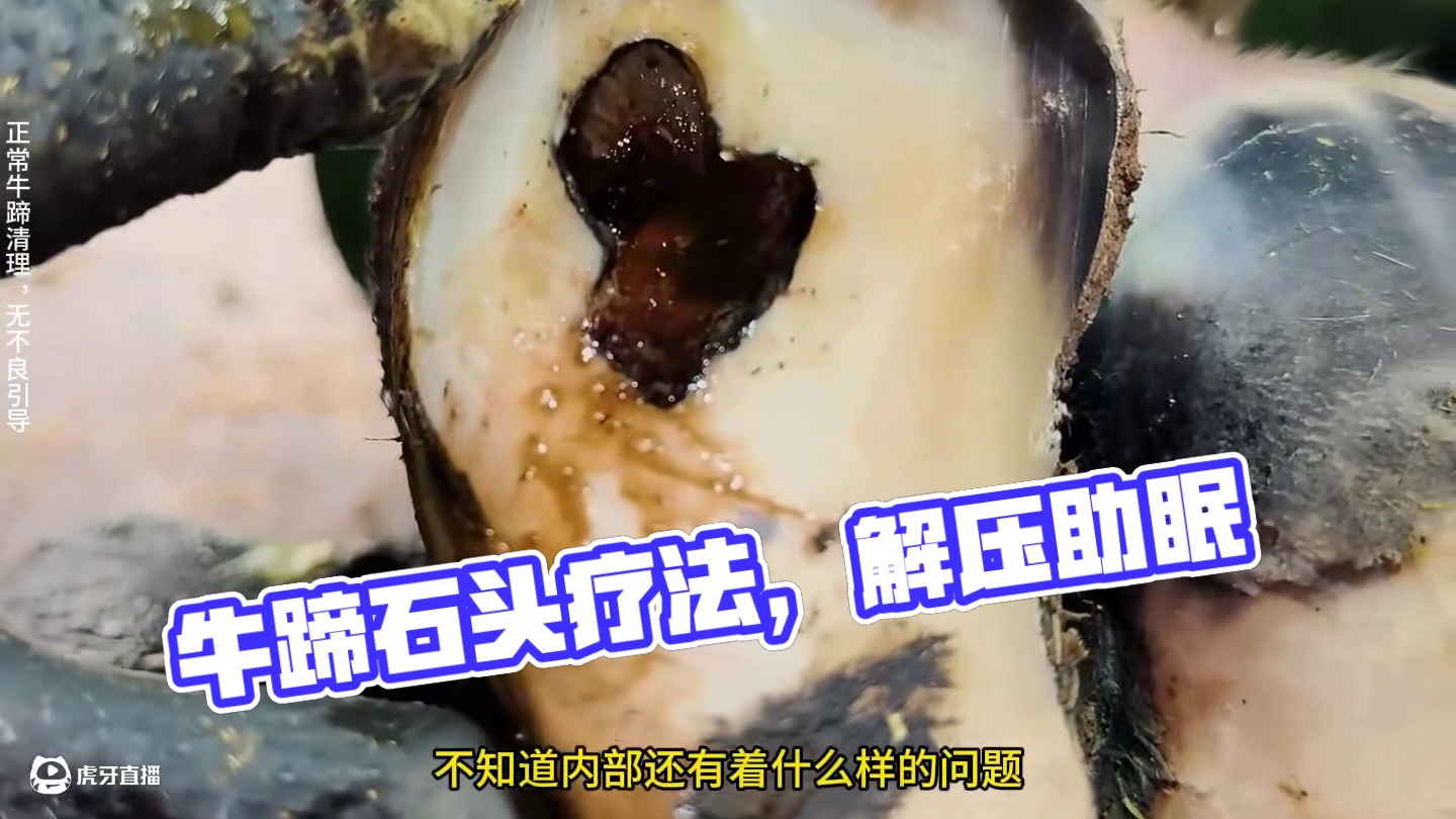 牛蹄卡进了大大的石头里，这可让牛牛痛苦不已 #解压 #助眠 #修牛蹄 #瓜子二手车