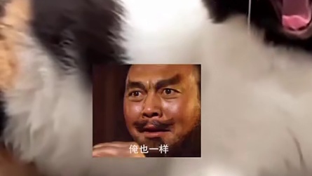 就多问一句，猫猫你是姓李还是姓张呢？