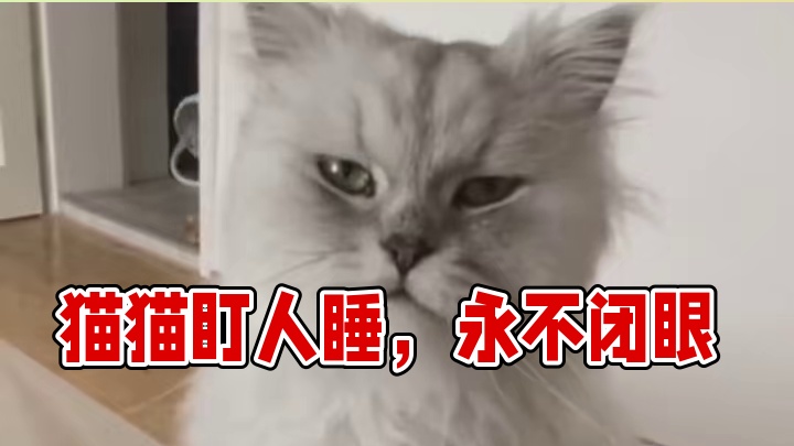 猫猫：别以为我看不见