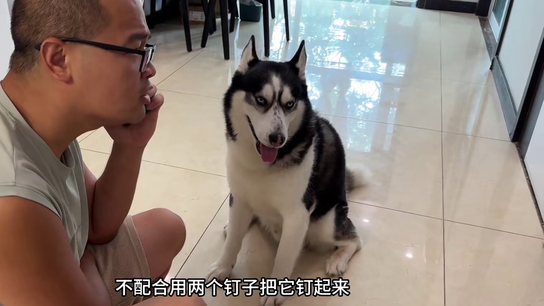 当二哈的面问狗肉的吃法，气得二哈骂骂咧咧一下午，傻狗破防了 #动物的迷惑行为 #萌