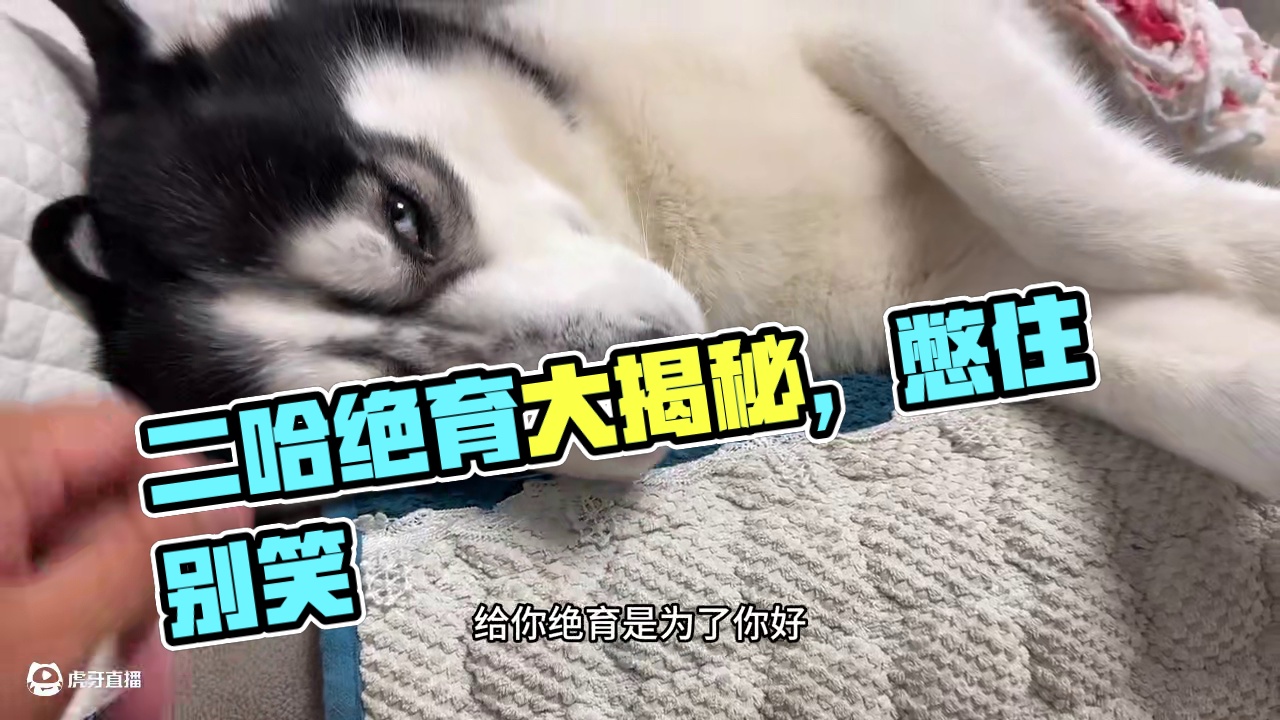 主人骗二哈去绝育，当二哈看到伤口那一刻，大家千万憋住别笑 #动物的迷惑行为 #我和我的狗 #神奇动物
