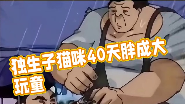 独生子猫咪能有多胖