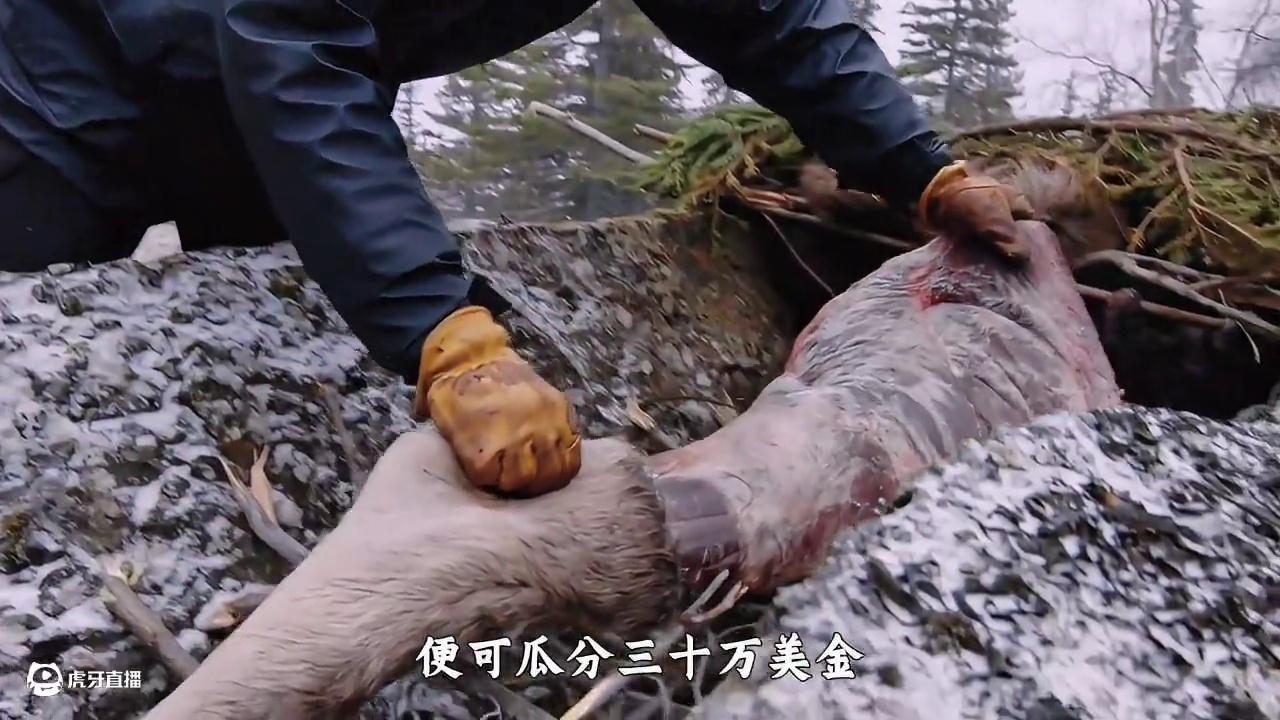 荒野独居野兽篇，靠一头驼鹿坚持30天，女选手成全场MVP #荒野独居 #荒野求生 #野外生存