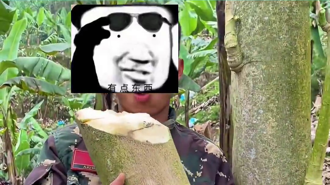 云南到底生吃木瓜树吗？ #木瓜树