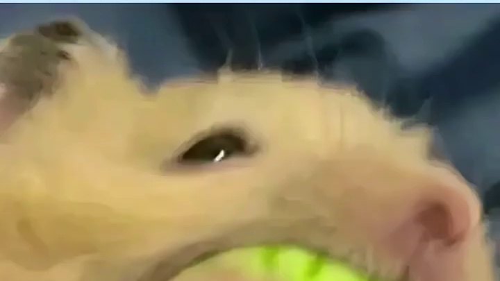 做饭难吃唱歌跑调不会开车