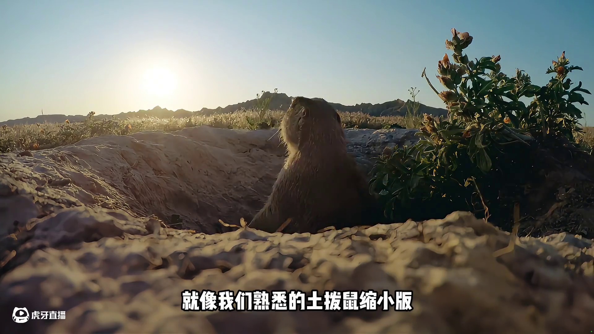 因起床气混战，却引来猎手丢了鼠命