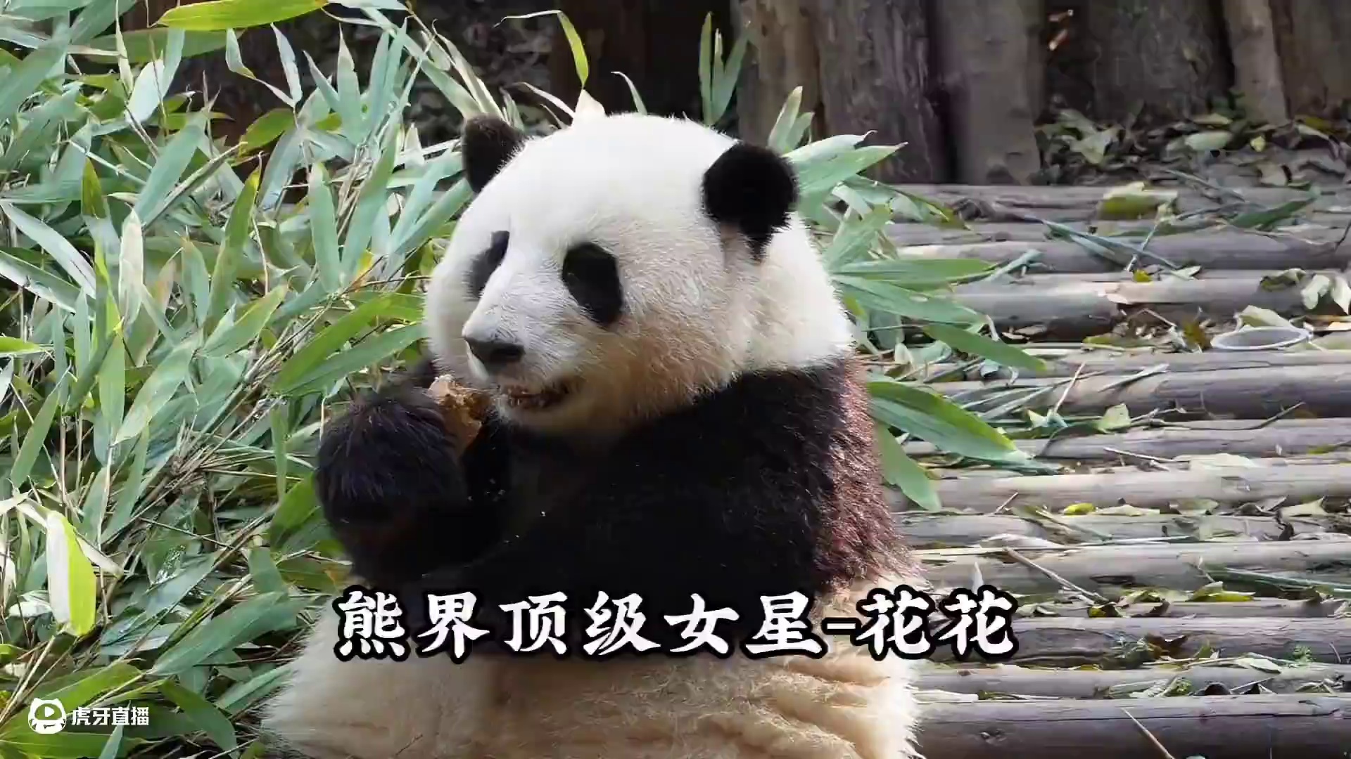 佣有百万粉丝的顶级女星大熊猫和花