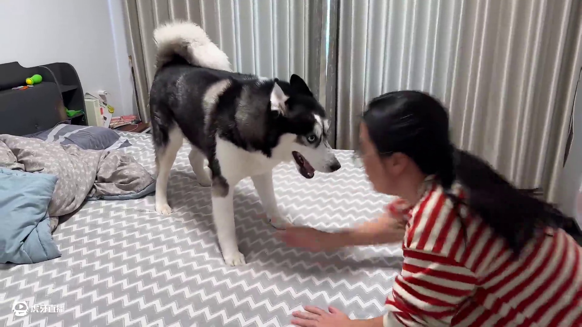 二哈霸占主人的床死活不下来，当主人拿出菜刀后，大家千万别笑 #动物的迷惑行为 #我