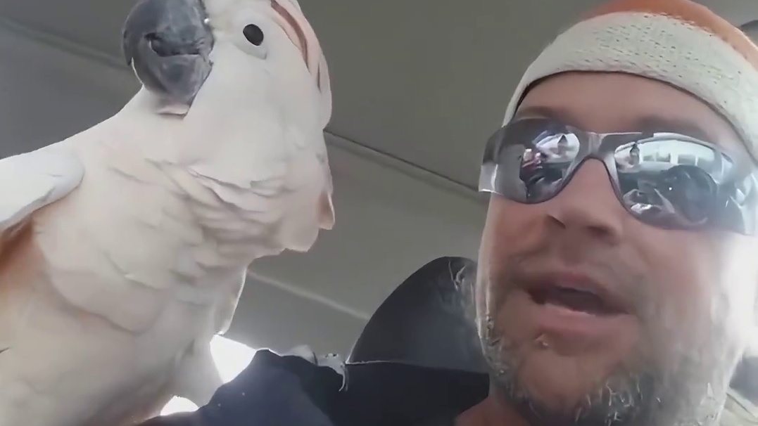 一只鹦鹉能有多话痨