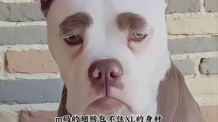 果然任何物种胖了都显善良