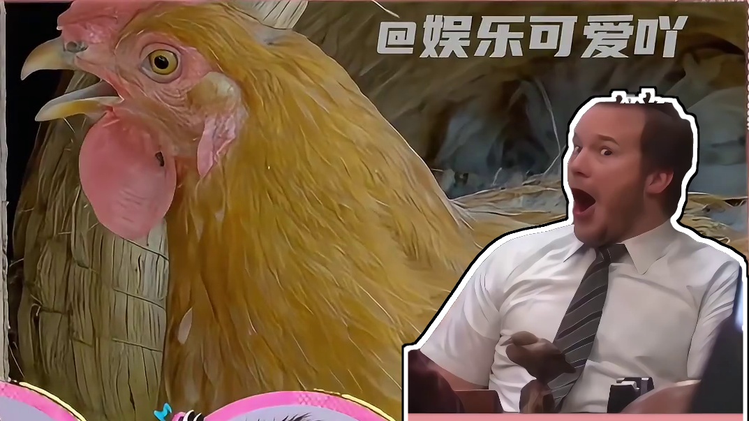 马天宇养了三四百只鸡，这是准备转行当农民吗？