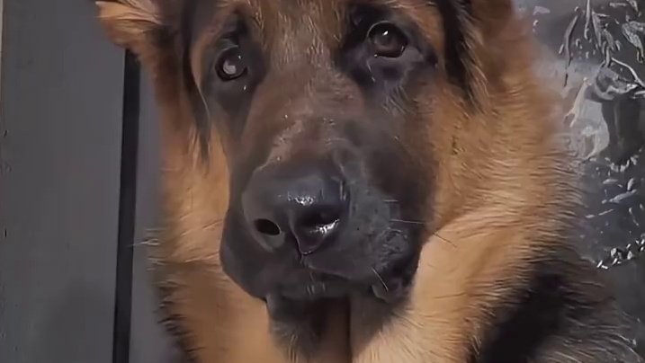 原来狗狗们的审美是这样的