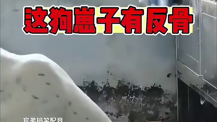 早知道不要你好了