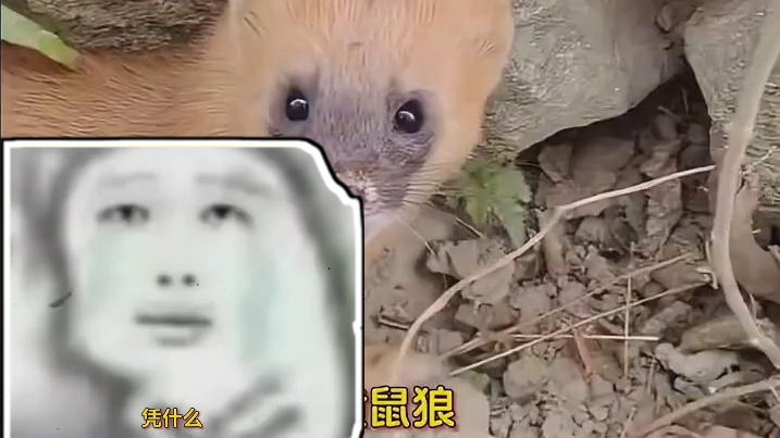 黄鼠狼：人心中的成见，是座大山