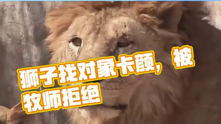 这世界果然是个看脸的世界，连狮子找对象都卡颜啊