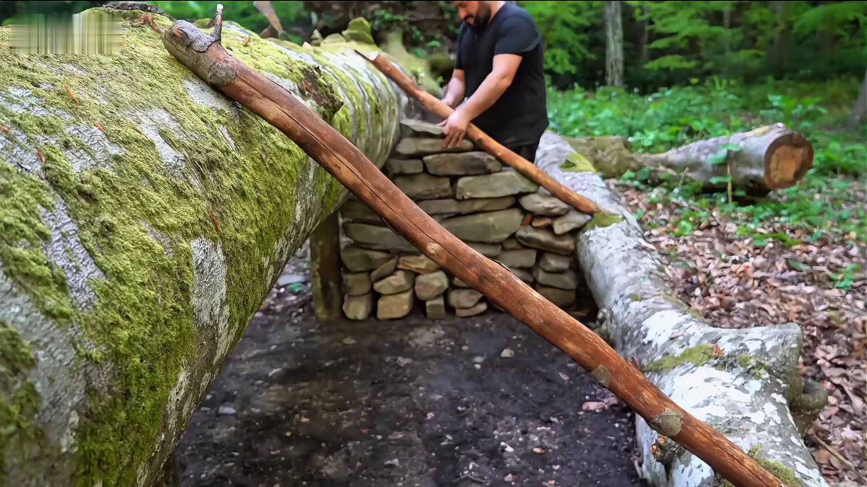 在倒塌的巨树下搭建温馨的小屋住上一晚是种什么感觉_