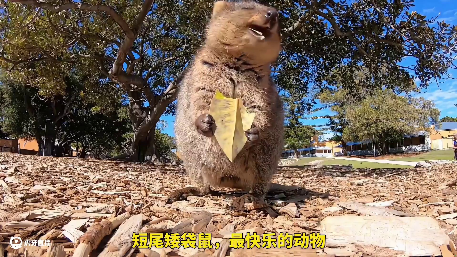 这些动物间的反差感有多强，特别最后一个