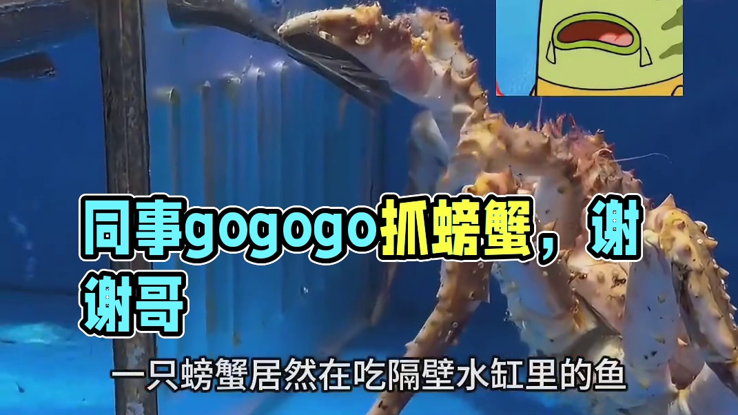 点头yes摇头no，细品同事gogogo