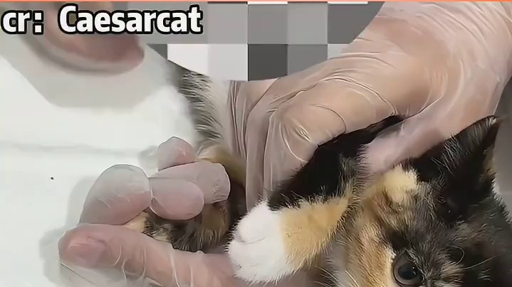 一家猫没一个异性恋