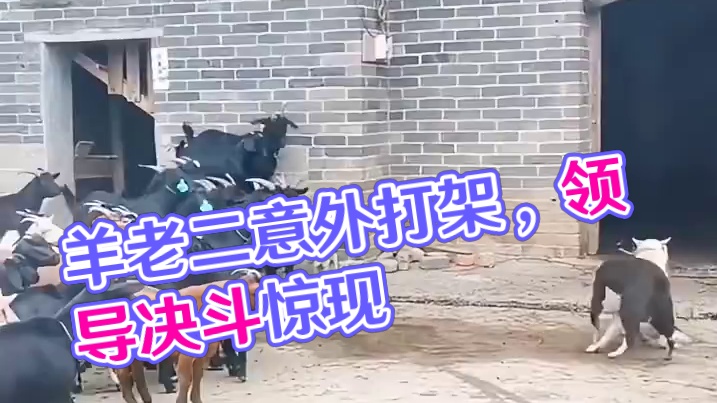 还是羊老二心眼多