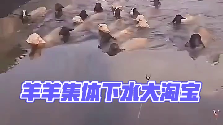 这群羊在干啥呢