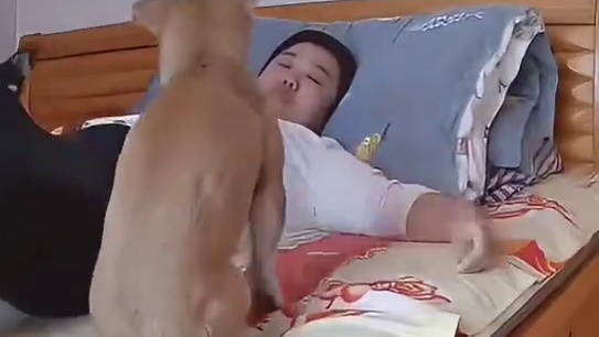 狗子很生气，后果很严重