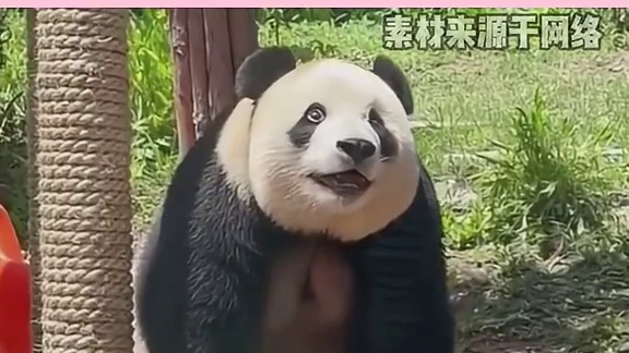 云：我好像看到太奶了