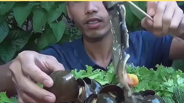 为啥东南亚很多人吃福寿螺，他们不怕吗？