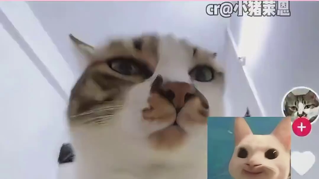 又在挠这个臭猫