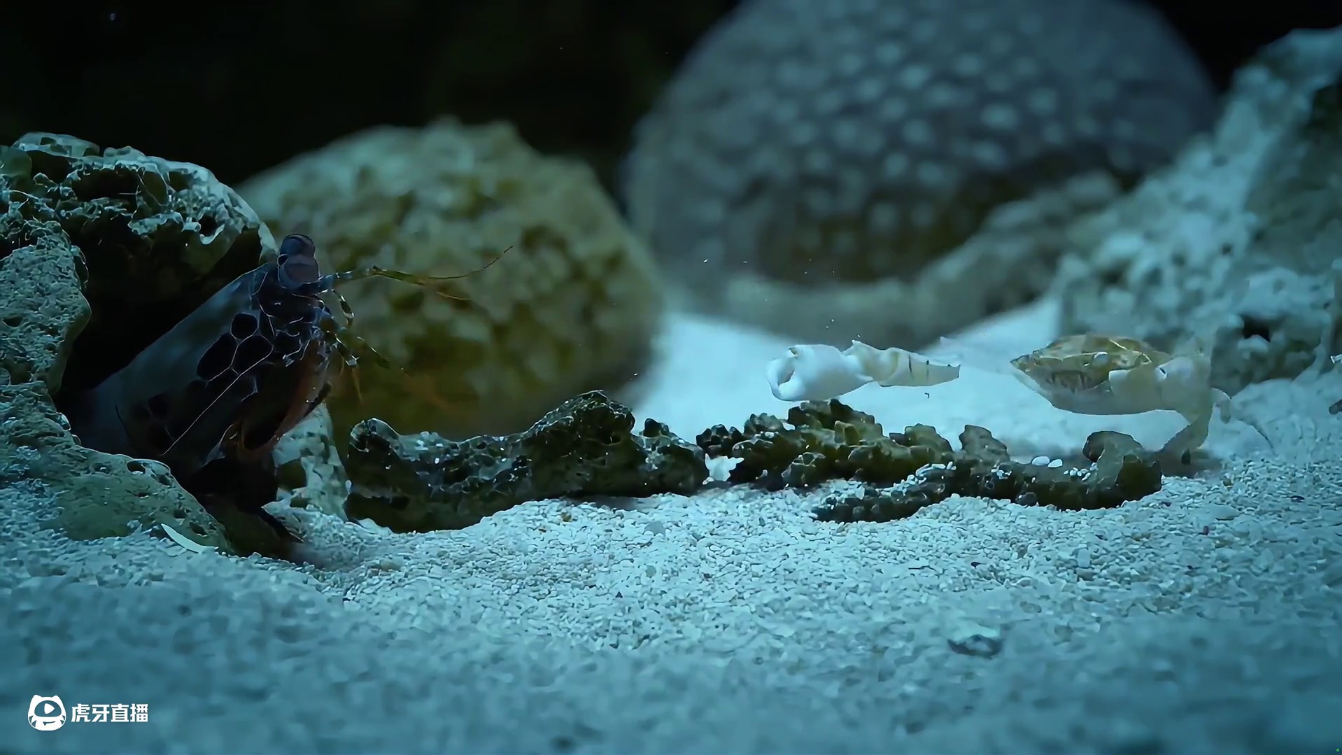 海底暴力美学大师