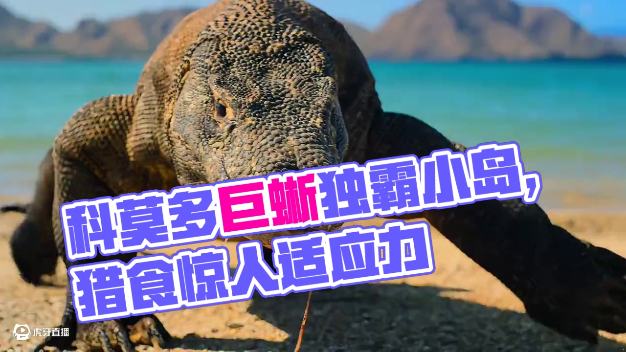 雄性科莫多巨蜥对决，谁能赢得繁衍权