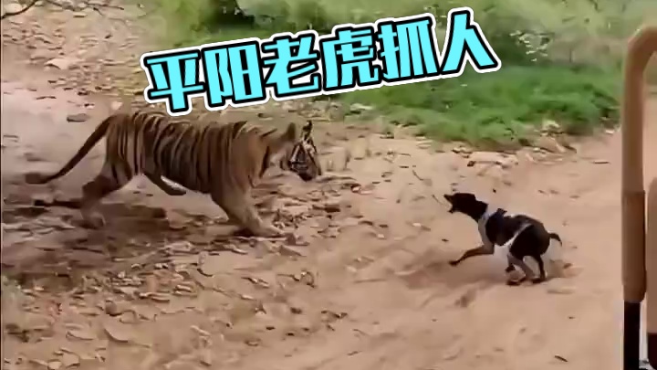 你还以为在平阳呢