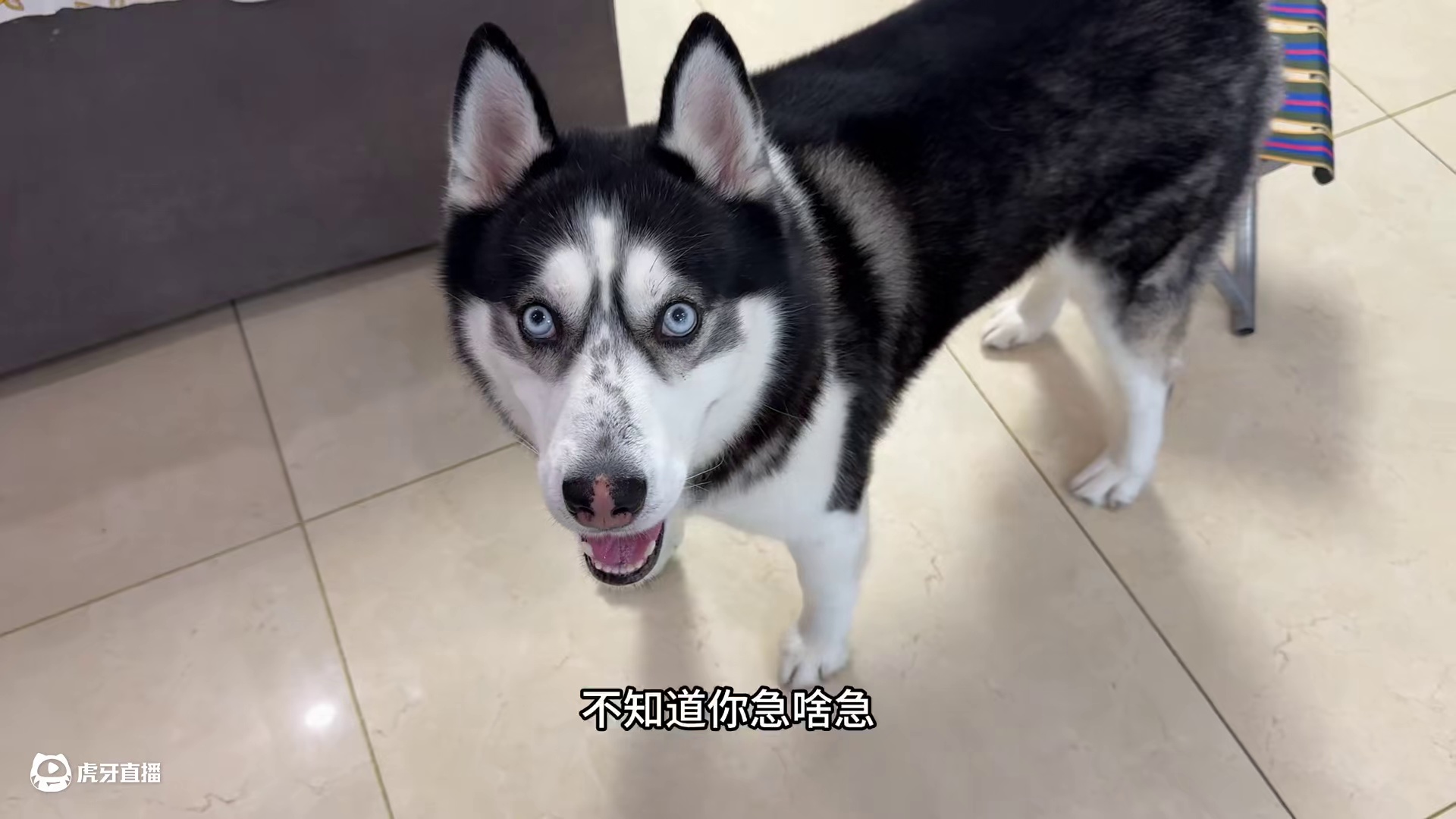 下雨天二哈非要出去玩，被拒后居然对主人破口大骂，笑死人了 #萌犬出道计划 #二哈 #哈士奇 #宠物 