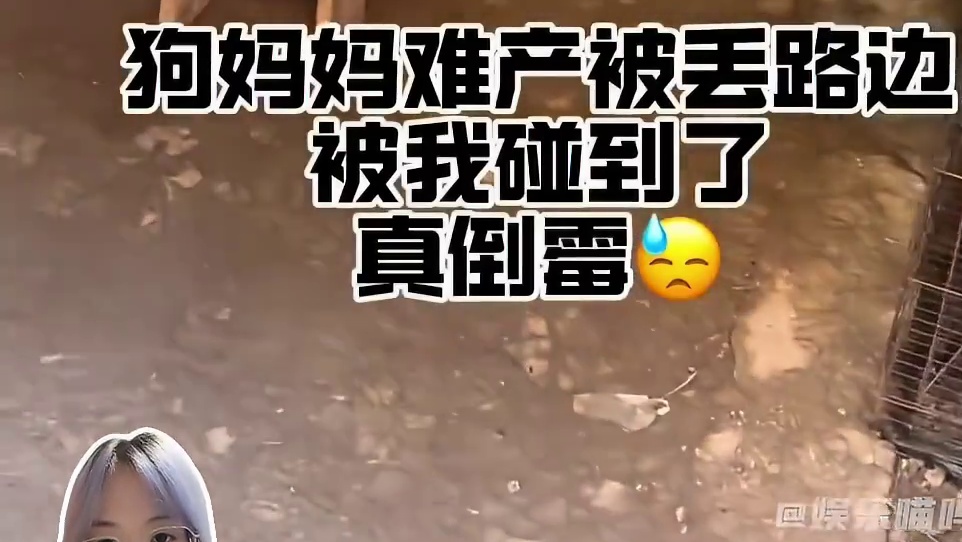 所以共情力太强到底是惩罚还是奖赏...小狗知道#救助 #土狗 #治愈 #正能量