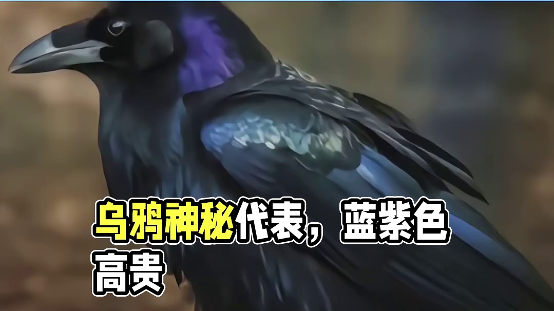 乌鸦不仅仅是智慧的象征，还被视为神秘的代表