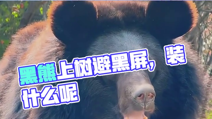 黑熊：你一句话不说装什么呢
