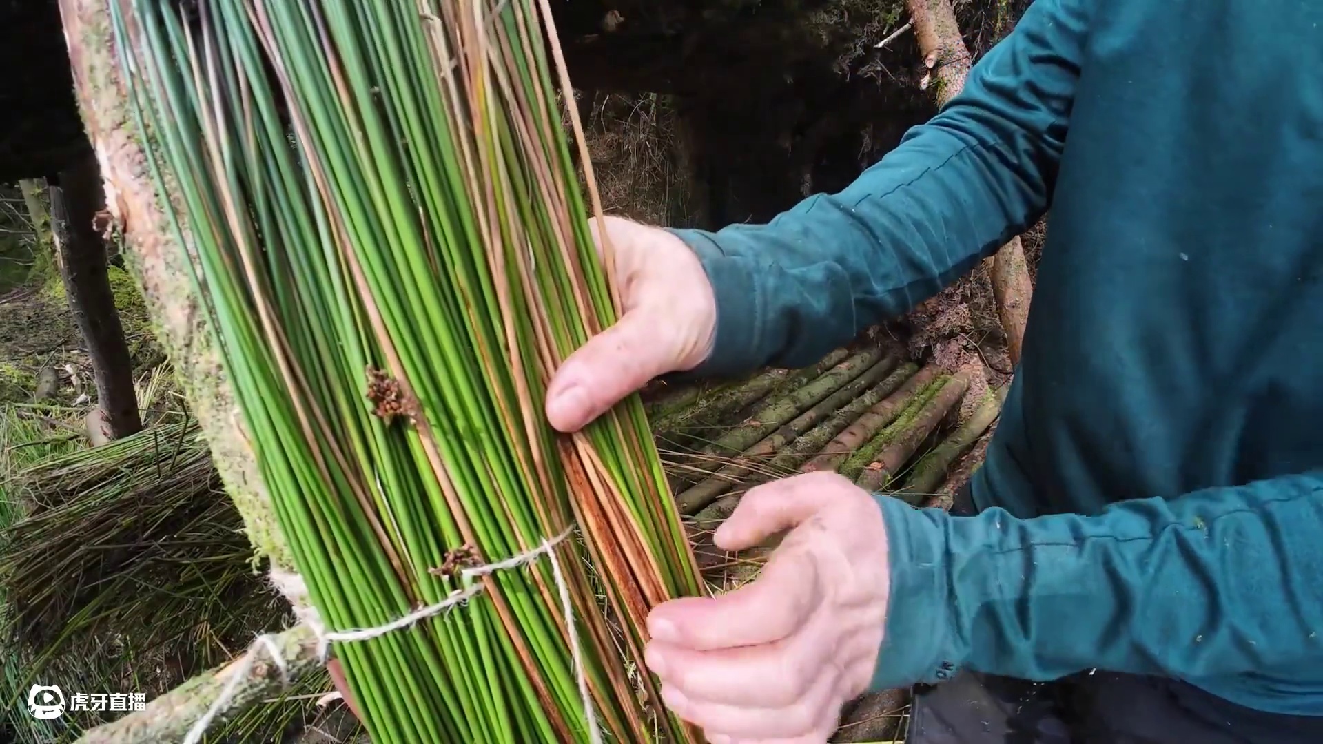 在爱尔兰多雨地区建造天然悬挂式避难所 #野外生存 #荒野建造 #野外建造庇护所 #启发搜索激励计划 