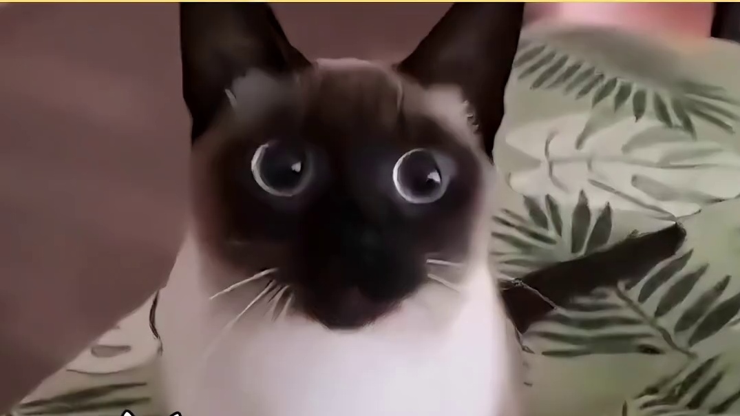 为什么猫咪看见飞虫，都要发出电报音