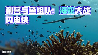 帶毒刺客與輔助魚組隊開黑