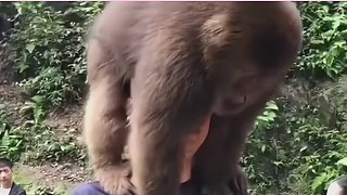 峨眉山的猴子也有人管了，這還不得給他封個齊天大圣？