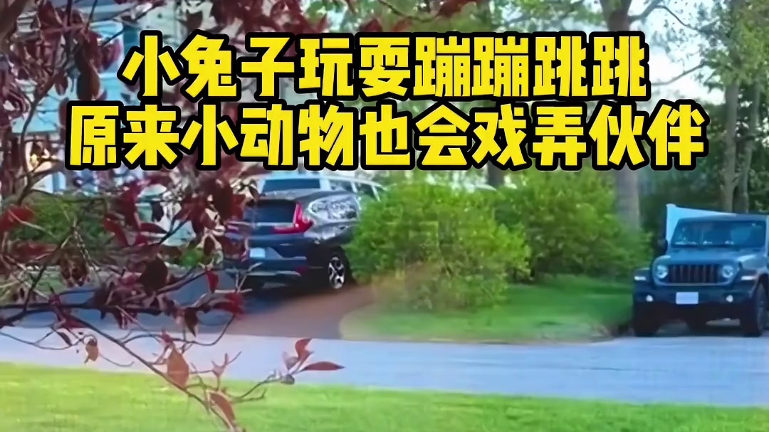 兔兔们的夏日游玩：动物和人一样爱戏耍伙伴。