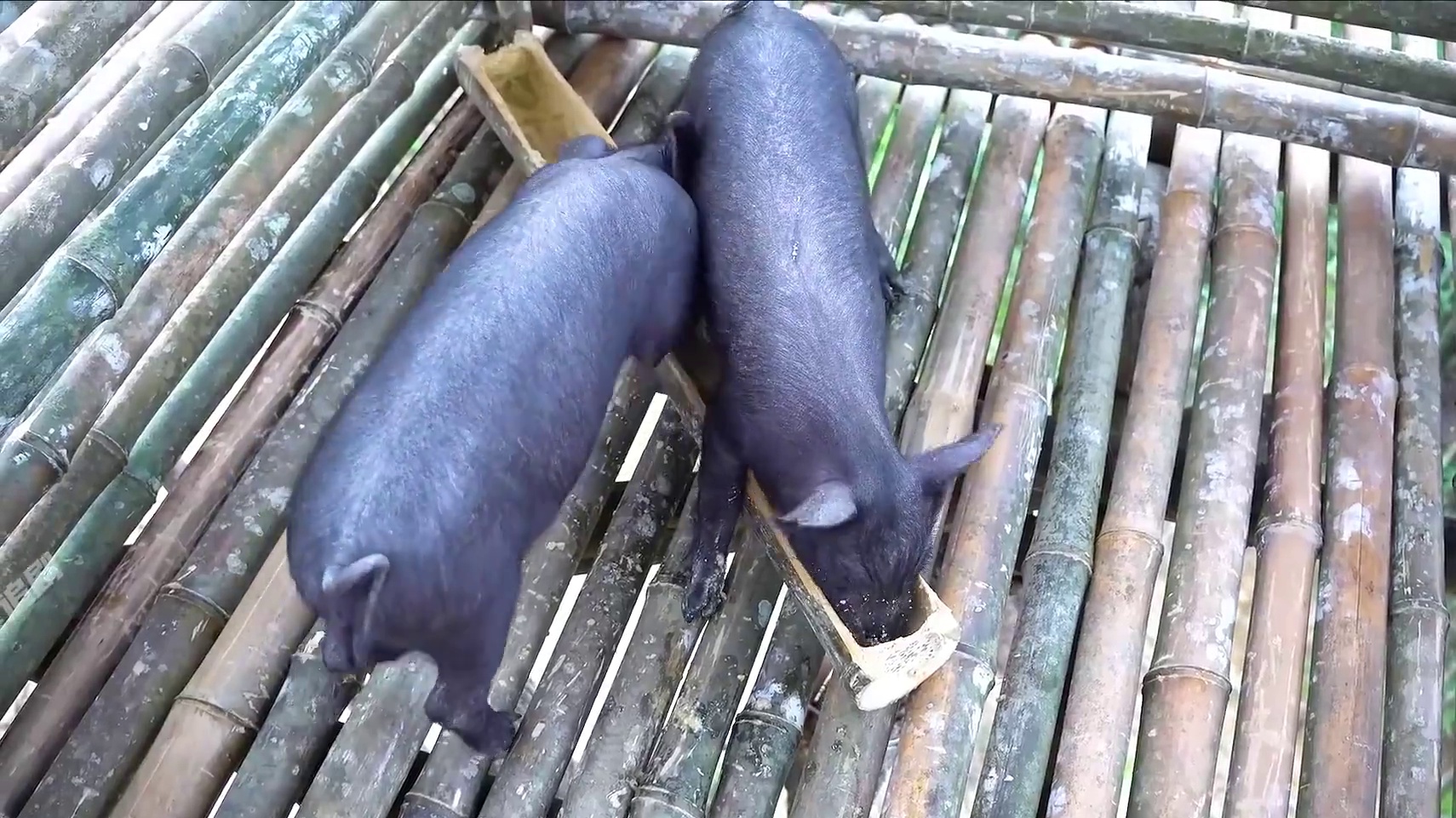 男人单腿在十几米高大树上搭建豪华树屋，上面不仅饲养家禽还种花种菜#荒野建造 #身残志坚 #野外生存 