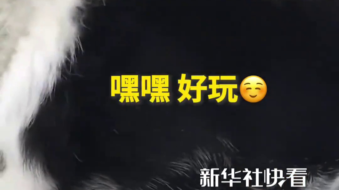 小狗用鼻子挨个把石子推入河，看得心也静下来了。网友：最后看它笑我也笑了