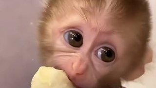 猴：真不知道你是咋進(jìn)化的