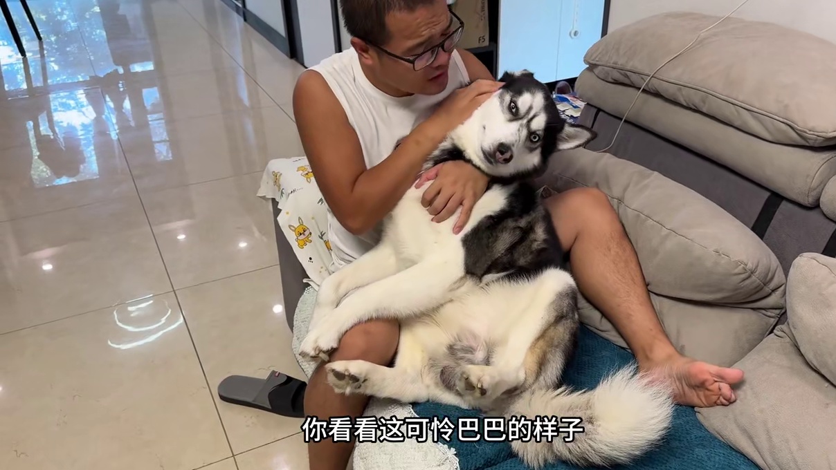 女主趁男主不在家暴揍二哈，当男主回来后，大家千万憋住别笑 #萌宠出道计划 #动物的迷惑行为 #二哈 