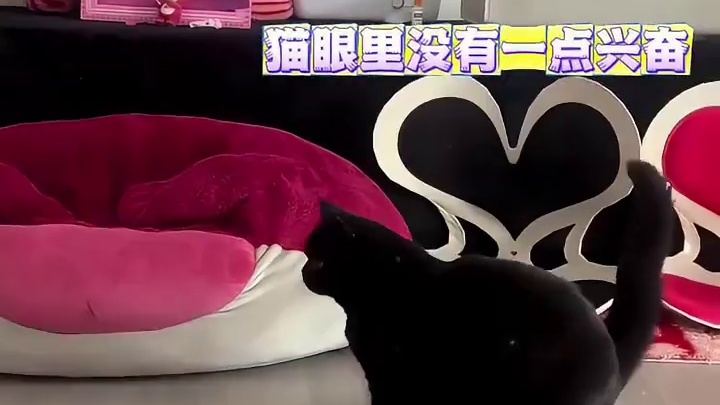 猫：略使小技，狗：手段了得