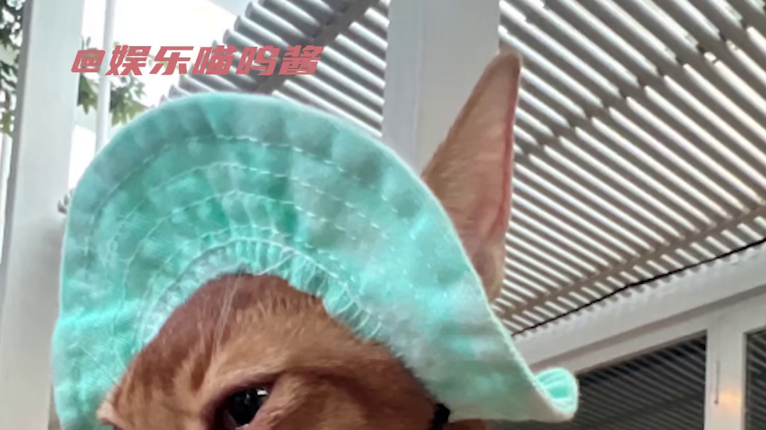 赶紧带上我家那位也来见见世面！#内娱猫塑vs真猫直接塑 #在宠物秀场里吃到了内娱代餐  #猫咪秀场女